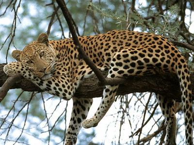 leopard.jpg