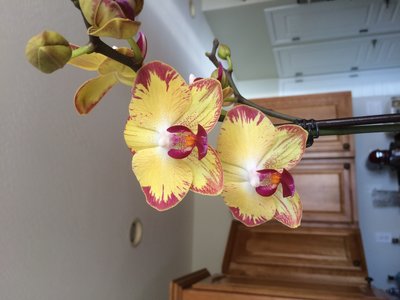 IMG_1907.JPG