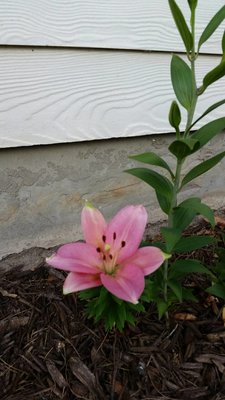 Or lilly1.jpg