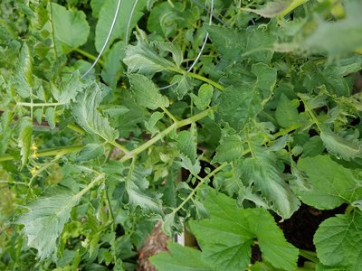 20180608_082925.jpg