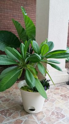 plumeria3.jpg