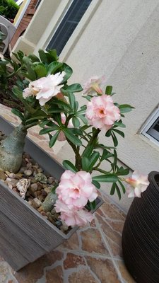 Adenium5.jpg