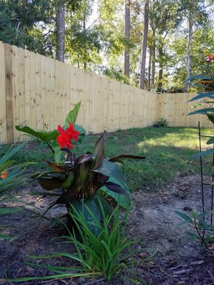 Canna Scarlet.jpg