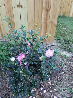 OM camelia2.jpg