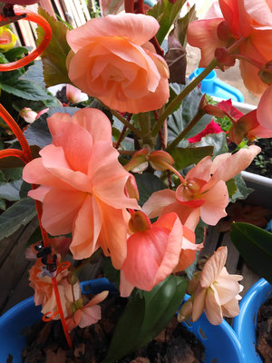 20180723_121710.jpg