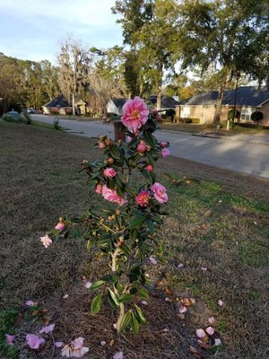 Egao camelia4.jpg