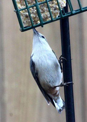 IMG_4466.JPG
