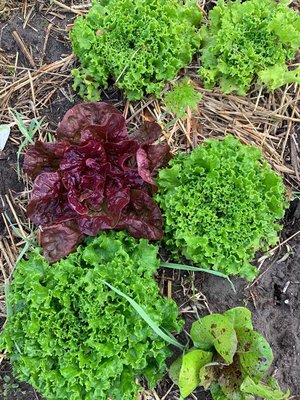 0-02-01-57d874267a62896a523d117f5f71a4f0cb9039d2948aa1b0e7c80146b79dae0b_2cfc13f3 (2).jpg