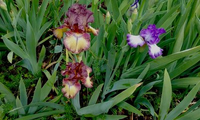 20190405_110154.jpg