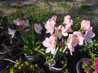 20180305_163313_HDR.jpg