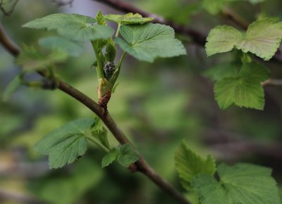 green 032 (2)-01.jpeg