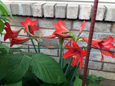 IMG_4453.JPG
