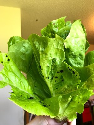 romaine1.jpg