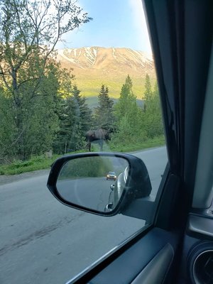 moose.jpg