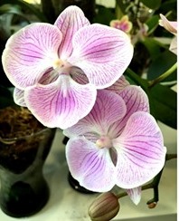 62161098_2697058793642396_7807768743286669312_n — копия.jpg