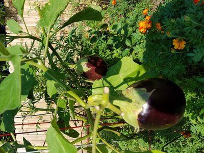 20190730_090751.jpg