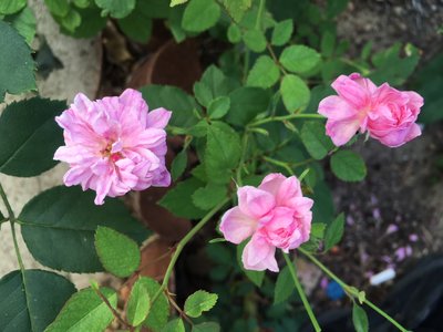IMG_8006.JPG