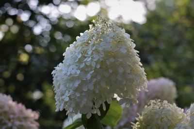 hydrangea 018 (2).JPG