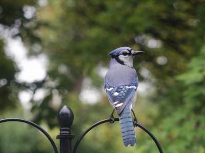 blue jay 014 (2).JPG