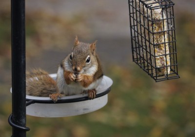 firstSnow 055 (3).jpg