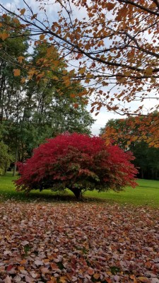 autumn.jpg