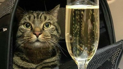 1560861849_0 271 833 740_600x0_80_0_0_d0bba75e49614dab0fb47dcfbcdd7268.jpg