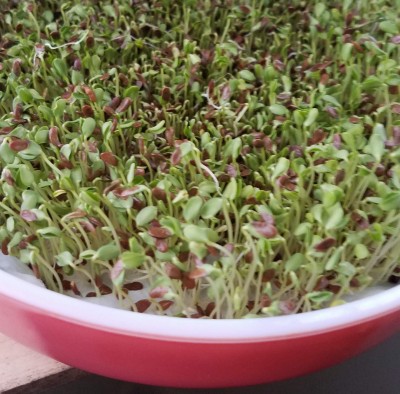 flax.jpg