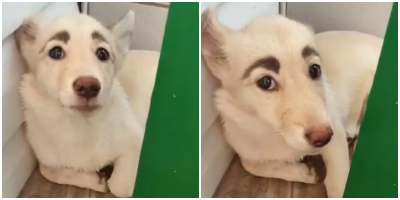 collageoryepkuc.png
