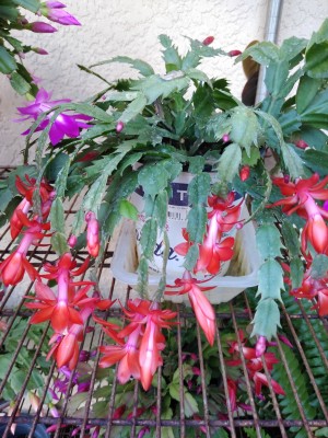 IMG_20191228_152527590.jpg