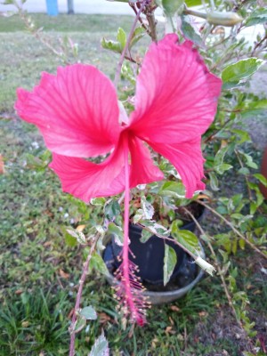 IMG_20200112_174720052.jpg