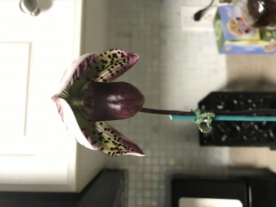 7C1823EA-033E-41B6-A62A-356AD2C8ED1C.jpeg