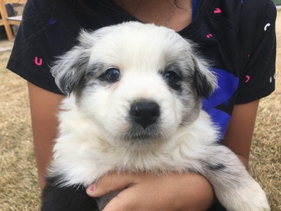 puppy.jpg