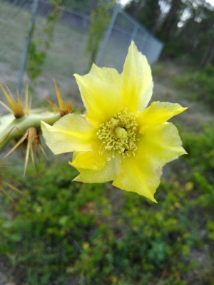 IMG_20200425_175548063.jpg