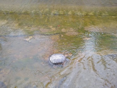 turtle.jpg
