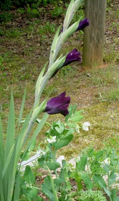 CameraZOOM-20200524215807577.jpg