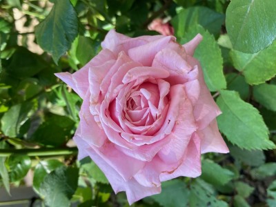IMG_0013.jpg