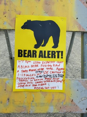 bear.jpg
