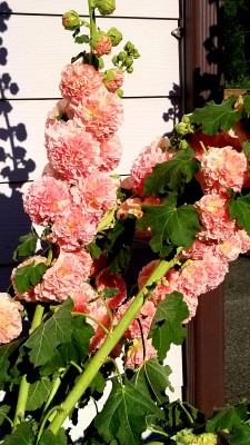 20200710_183436.jpg