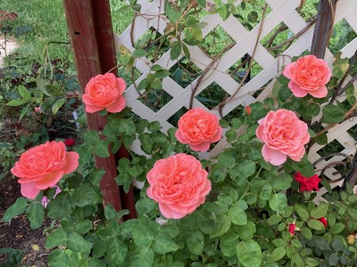 IMG_0172.jpg